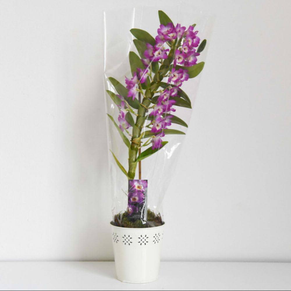 Thompson and Morgan Christmas Gift Orchid Scented Star Class Lilac Plant in Zinc Pot 12cm Image 6