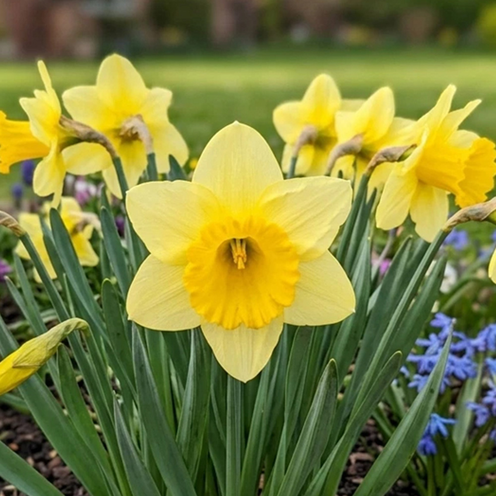 Thompson and Morgan Daffodil Cornish Trelawney Gold Planting Bulb 32 Pack Image 1