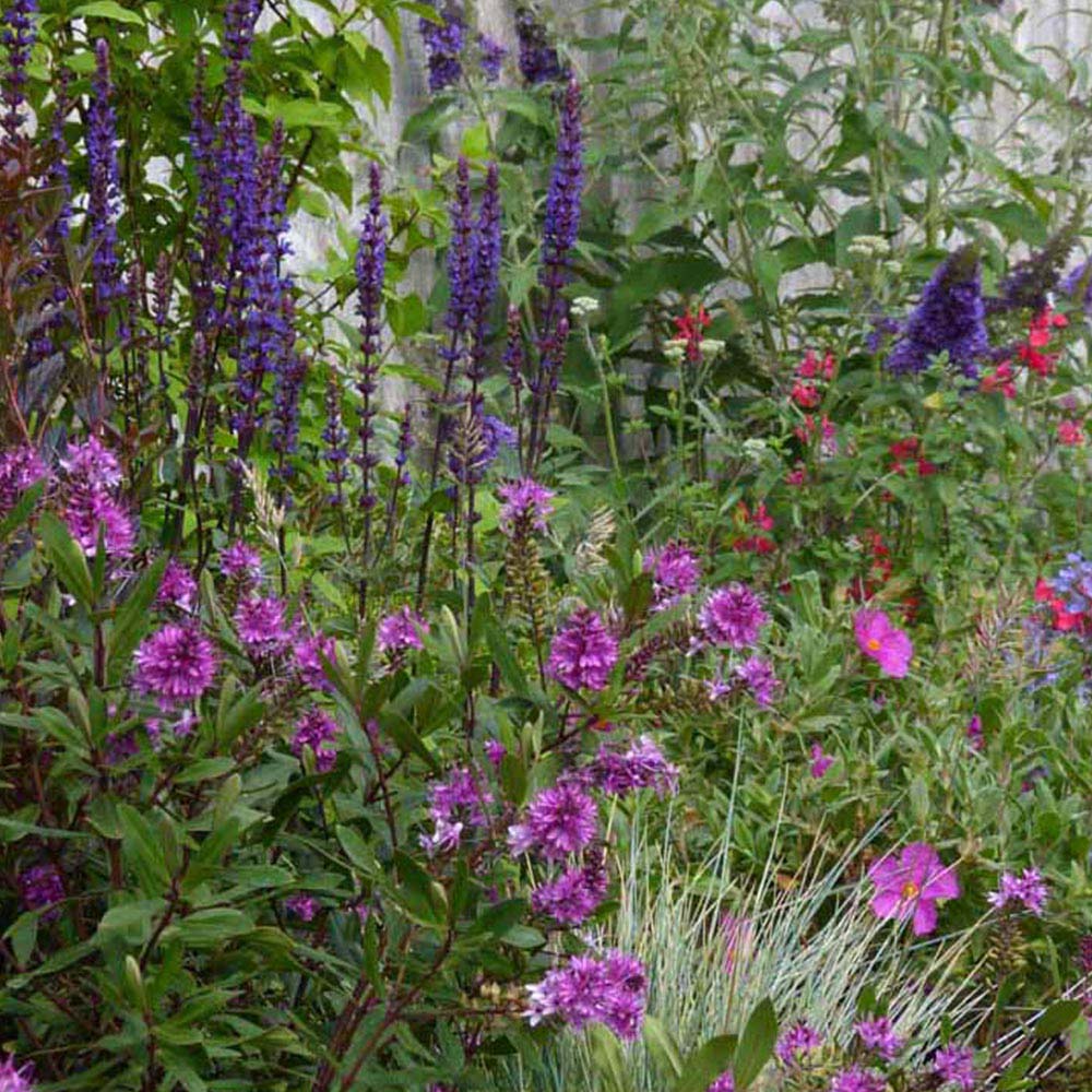 Garden On A Roll Mixed Sunny Border 2m x 40cm Image 6