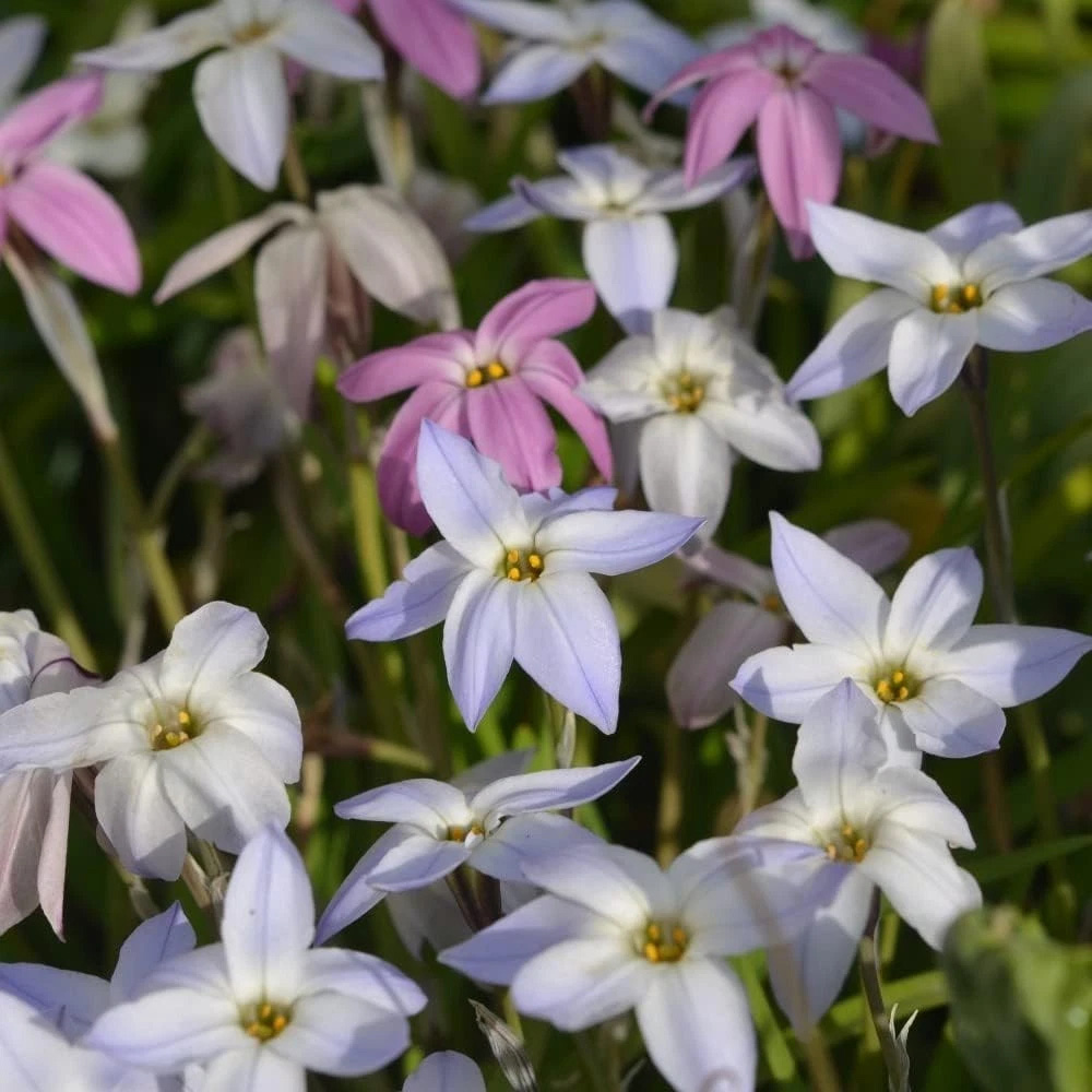 Thompson and Morgan Flowering Collection Spring Planting Bulb 100 Pack Image 5