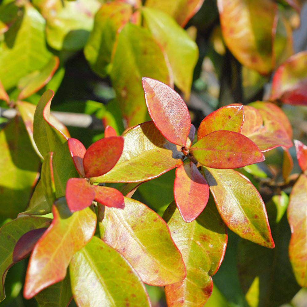 Thompson and Morgan Trachelospermum Jasminoides Plant Pot 2L Image 4
