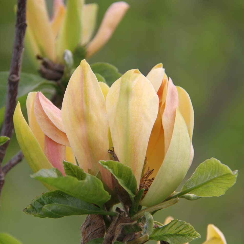 Thompson and Morgan Standard Magnolia Sunspire Grafted Bare Root 2 Pack Image 3