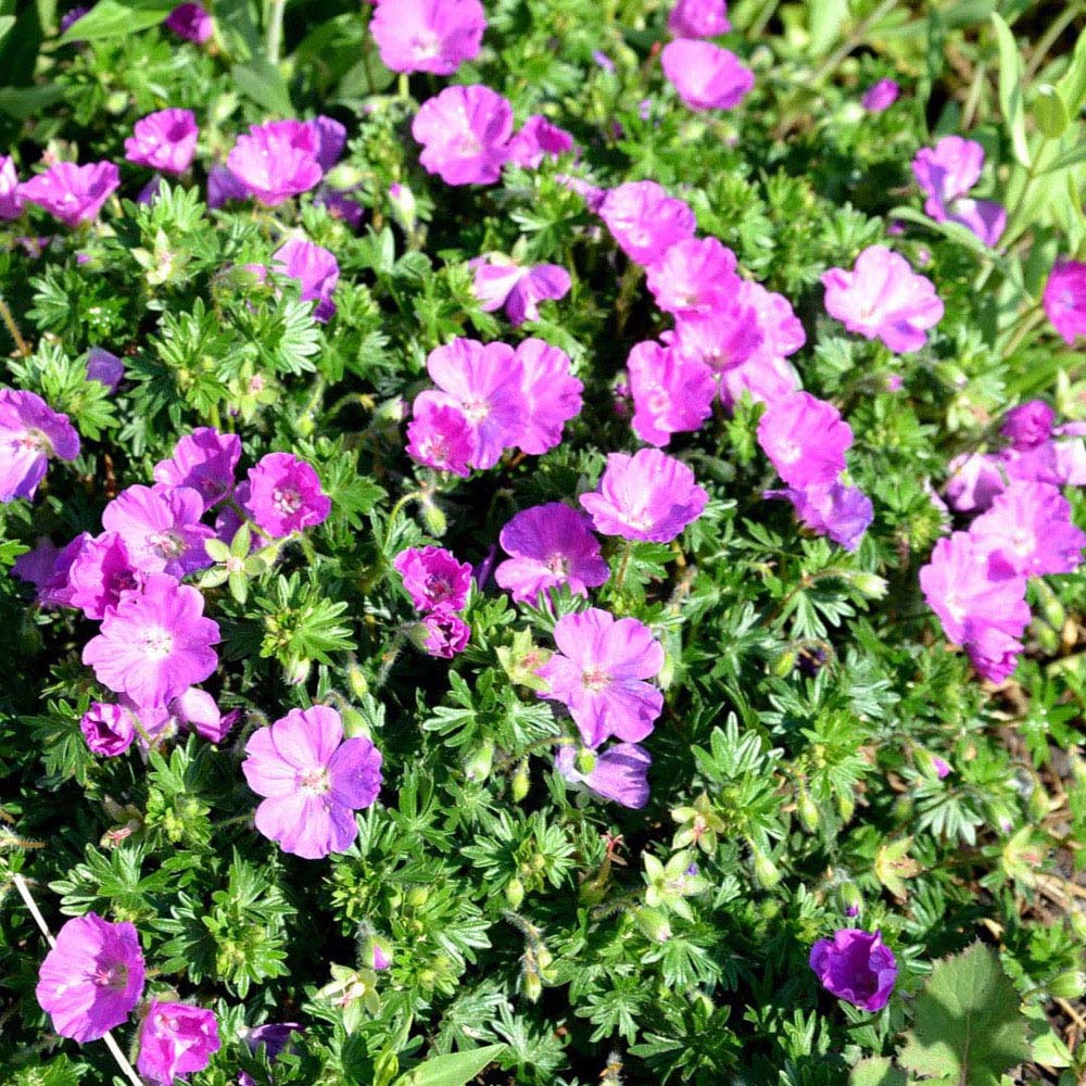 Thompson and Morgan Geranium Sanguineum Plant Pot 9cm 2 Pack Image 2