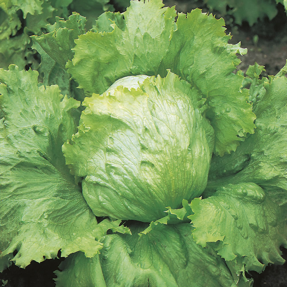 Johnsons Saladin Lettuce Seeds Image 1