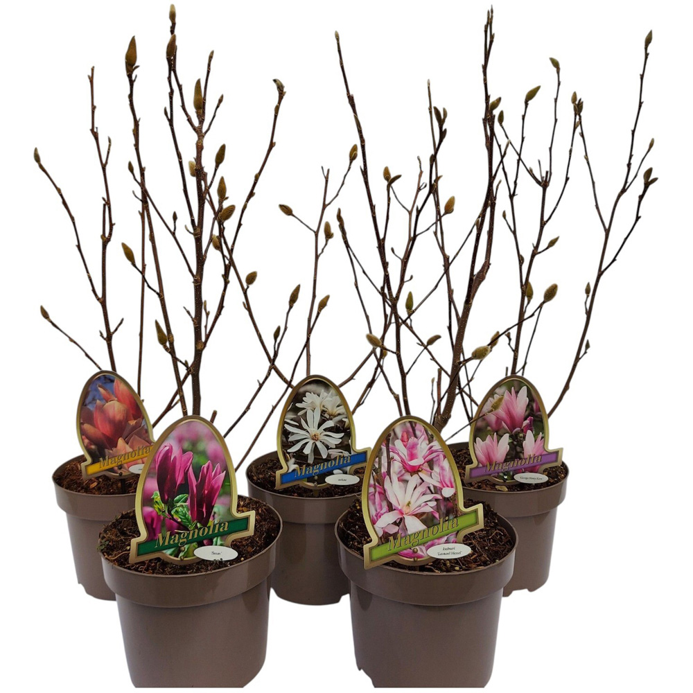 Magnolia Mix Plant Image 1