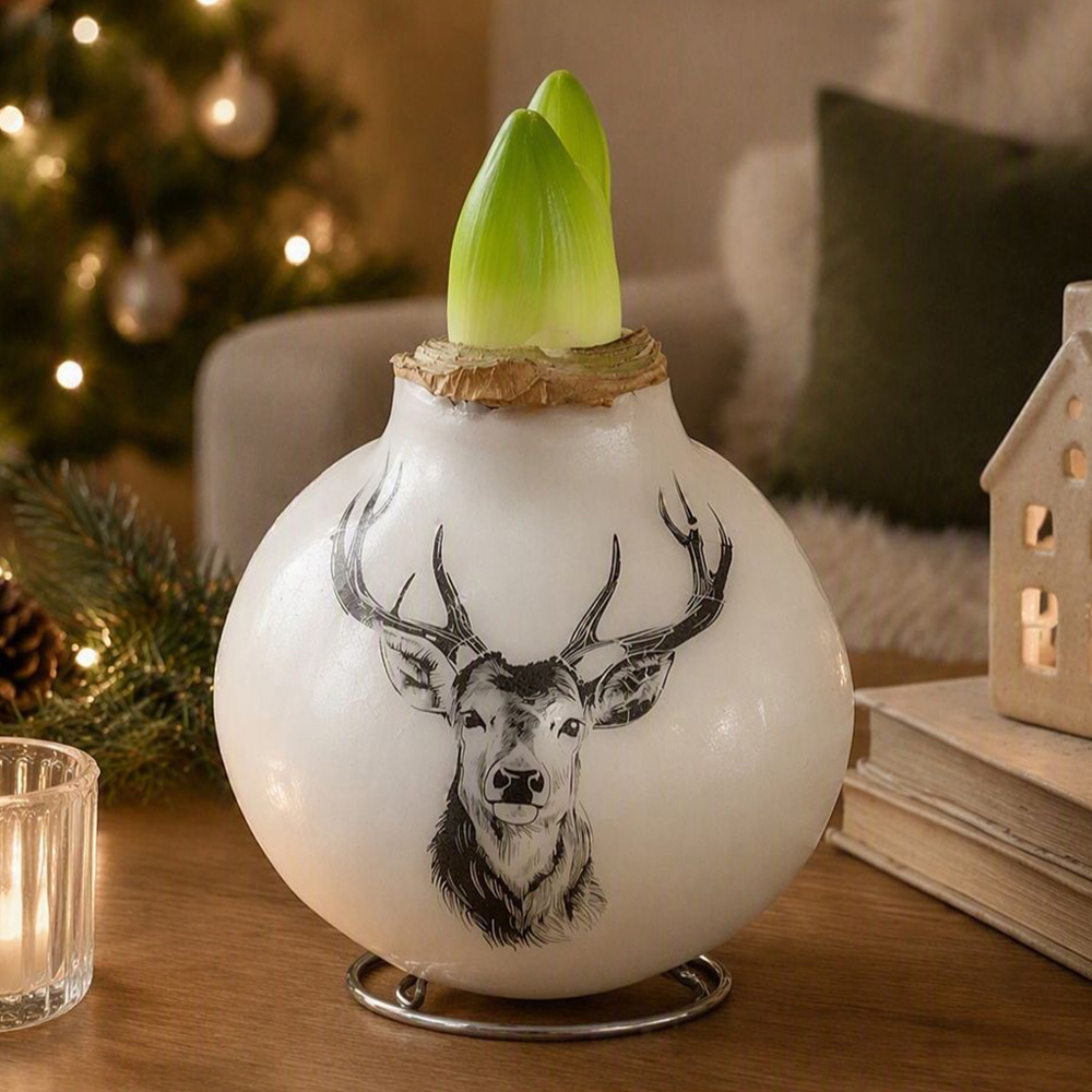 Thompson and Morgan Christmas Gift Porcelain Stag Amaryllis in Touch of Wax Image 1