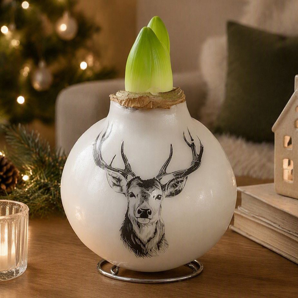 Thompson and Morgan Christmas Gift Porcelain Stag Amaryllis in Touch of Wax 2 Pack Image 1