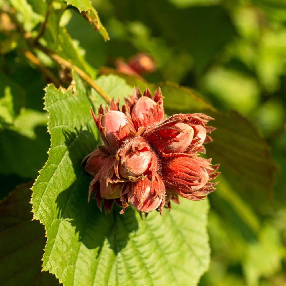 Thompson and Morgan Cobnut Hazelnut Red Cracker Bare Root Tree 2 Pack Image 2