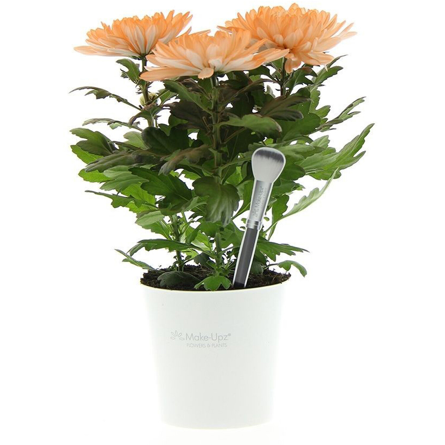 Chrysanthemum Special Plant Image 4