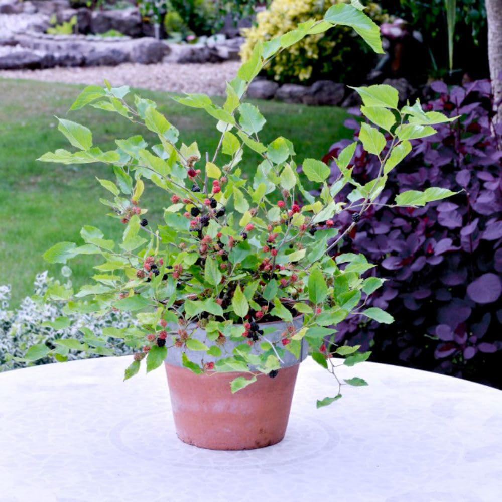 Thompson & Morgan Mulberry Morus Charlotte Russe Potted Plant 7cm 3 Pack Image 4