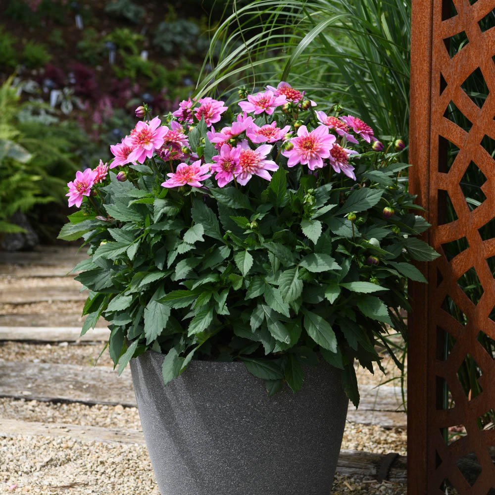 Thompson and Morgan Dahlia Gardenetta Starburst Pink Postiplugs 3 Pack Image 4