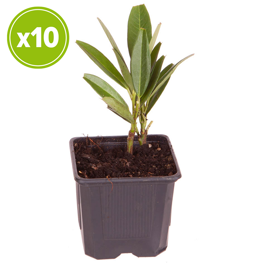YouGarden Laurel Hedging Plant Pot 9cm 10 Pack Image 2