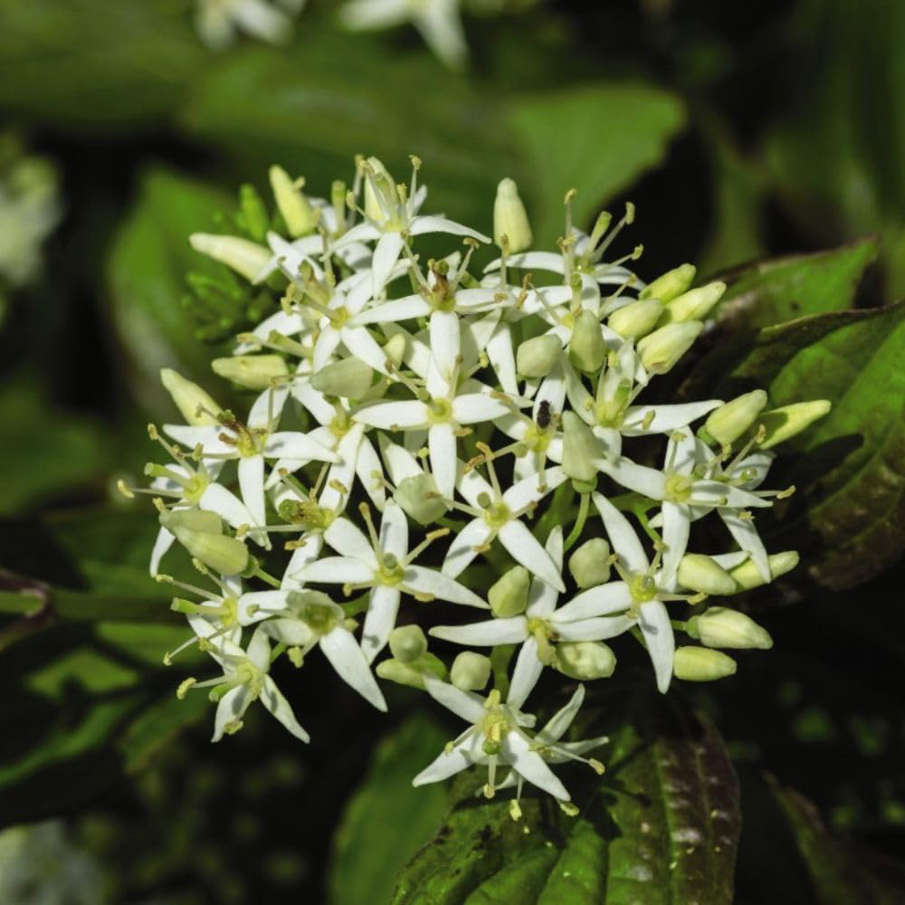 Thompson and Morgan Cornus Winter Duo Plant Pot 9cm 2 Pack Image 5