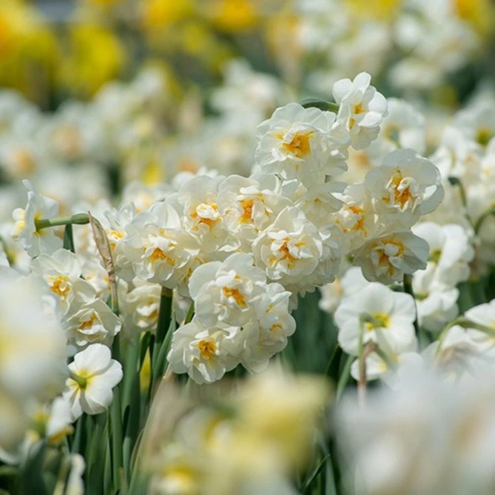 Thompson and Morgan Daffodil White Diamonds Mixture Autumn Planting Bulb 16 Pack Image 3