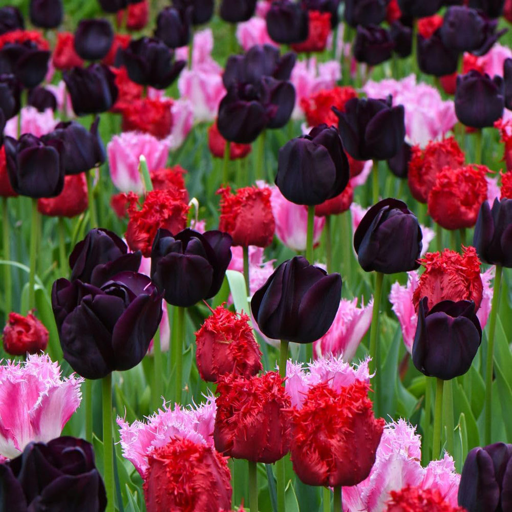 Thompson and Morgan Tulip Berry Sorbet Bulbs 16 Pack Image 2