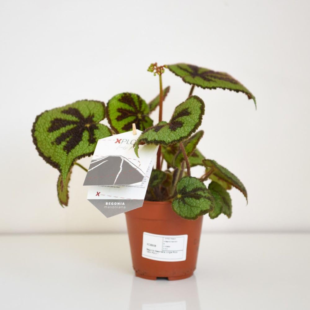 Thompson & Morgan Begonia Masoniana Jungle Rock 12cm 2 Pack Image 3