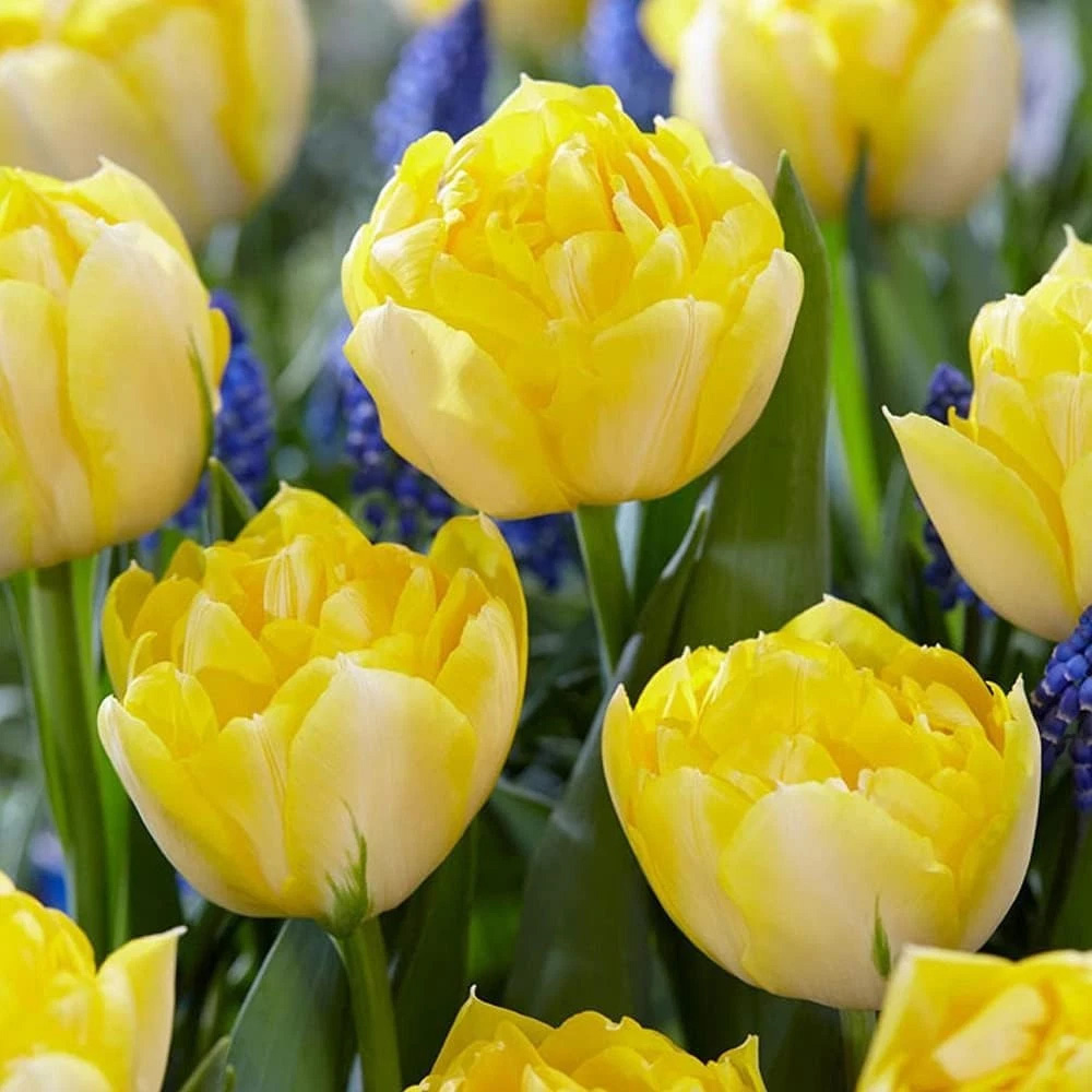 Thompson and Morgan Tulip Secret Perfume Planting Bulb 16 Pack Image 1