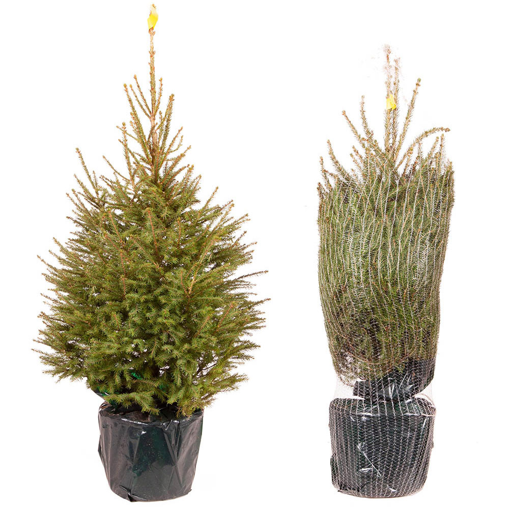 Pot Grown Norway Spruce Christmas Tree 80 -100cm Image 3