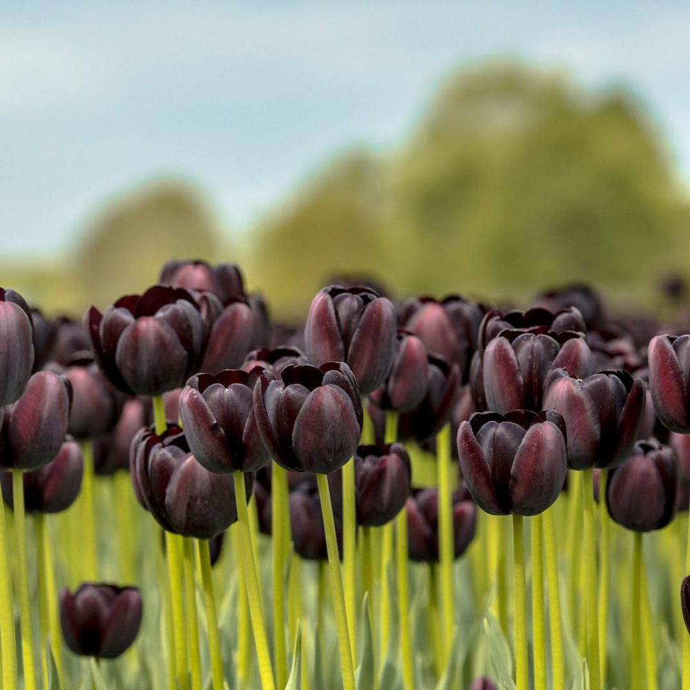 Thompson and Morgan Tulip Black Satin Planting Bulb 16 Pack Image 3