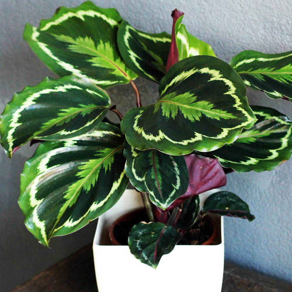 wilko Calathea Medallion Image 2