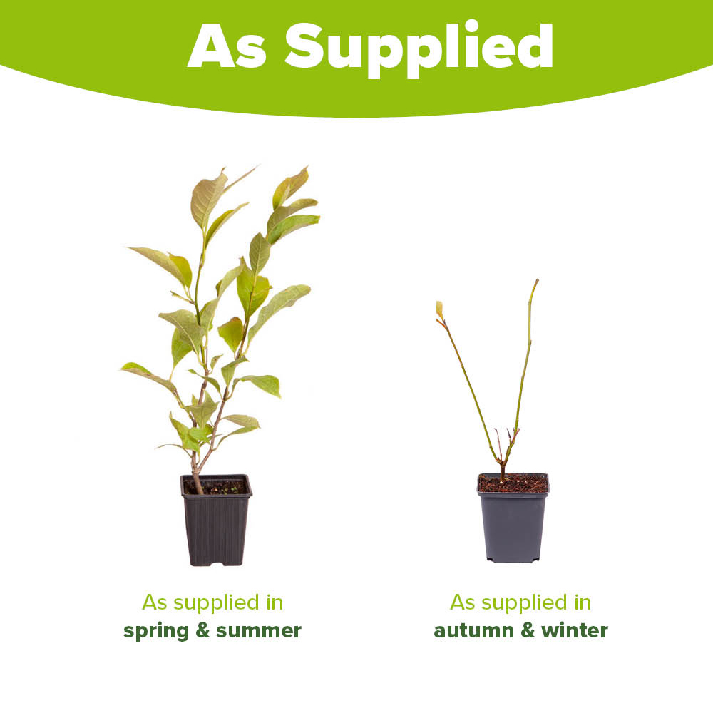 YouGarden Magnolia Soulangeana Plant Pot 9cm Image 3