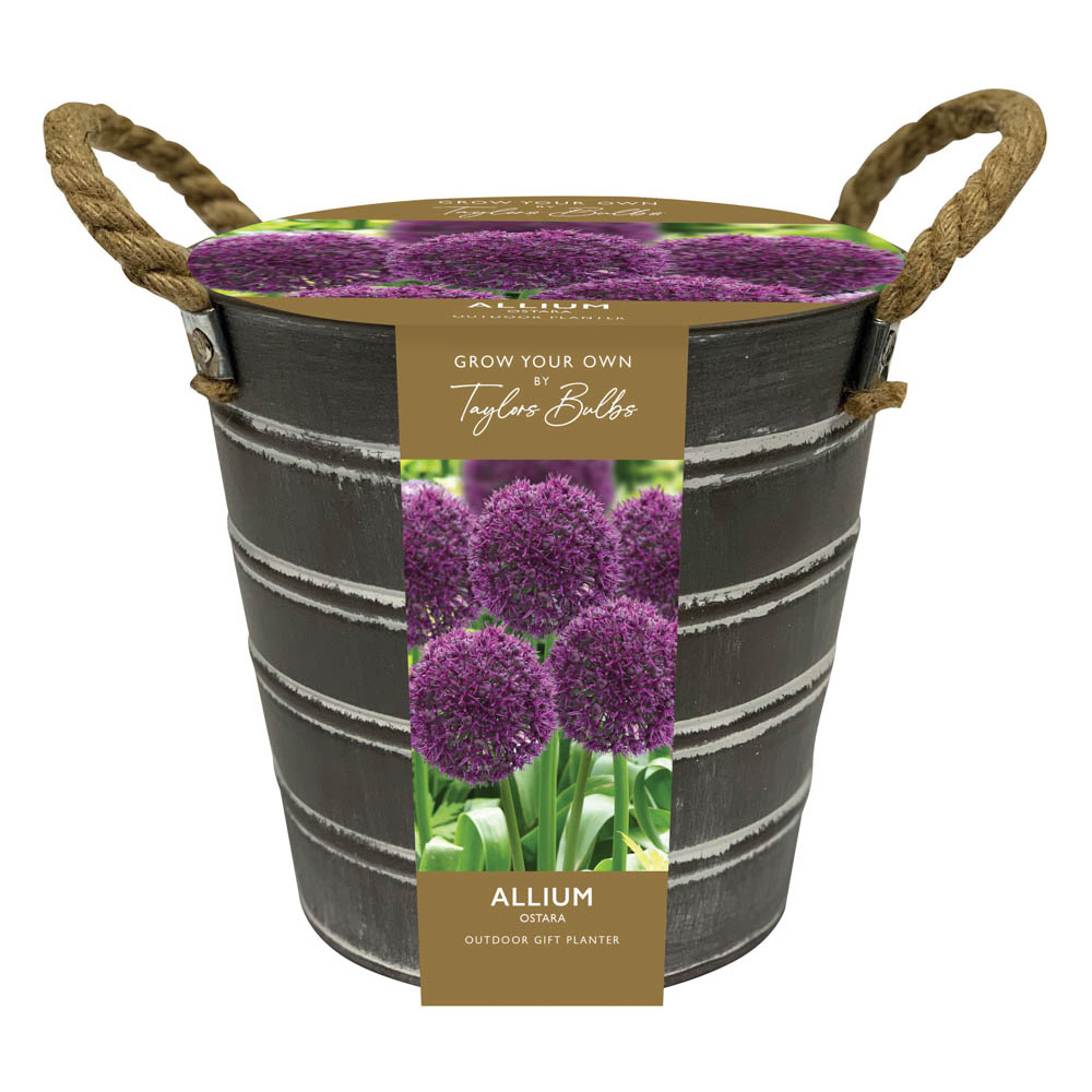 Taylors Outdoor Through Metal Planter Allium Multi Image 1