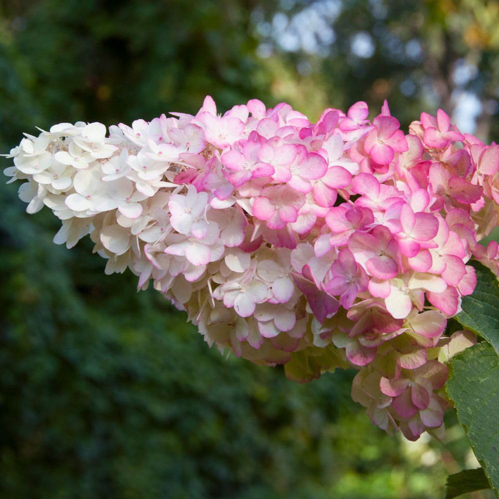Thompson and Morgan Hydrangea Paniculata Vanille Fraise Plant Pot 30L Image 1
