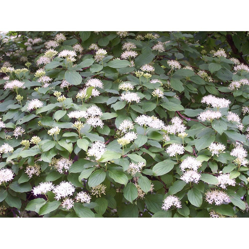 Inspirational Gifting Hedging Dogwood Native Bare Root Hedge Plant Sapling 2-3ft 20 Pack Image 2