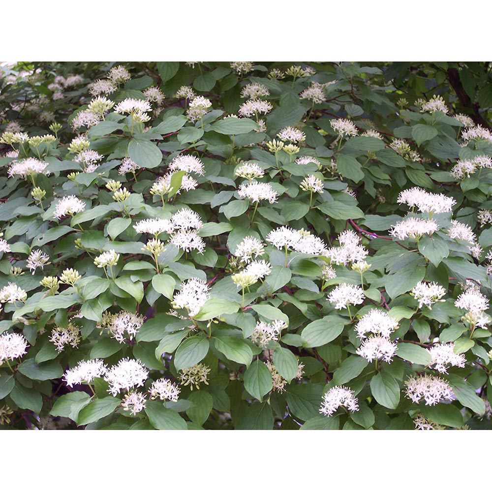 Inspirational Gifting Hedging Dogwood Native Bare Root Hedge Plant Sapling 3-4ft 10 Pack Image 2