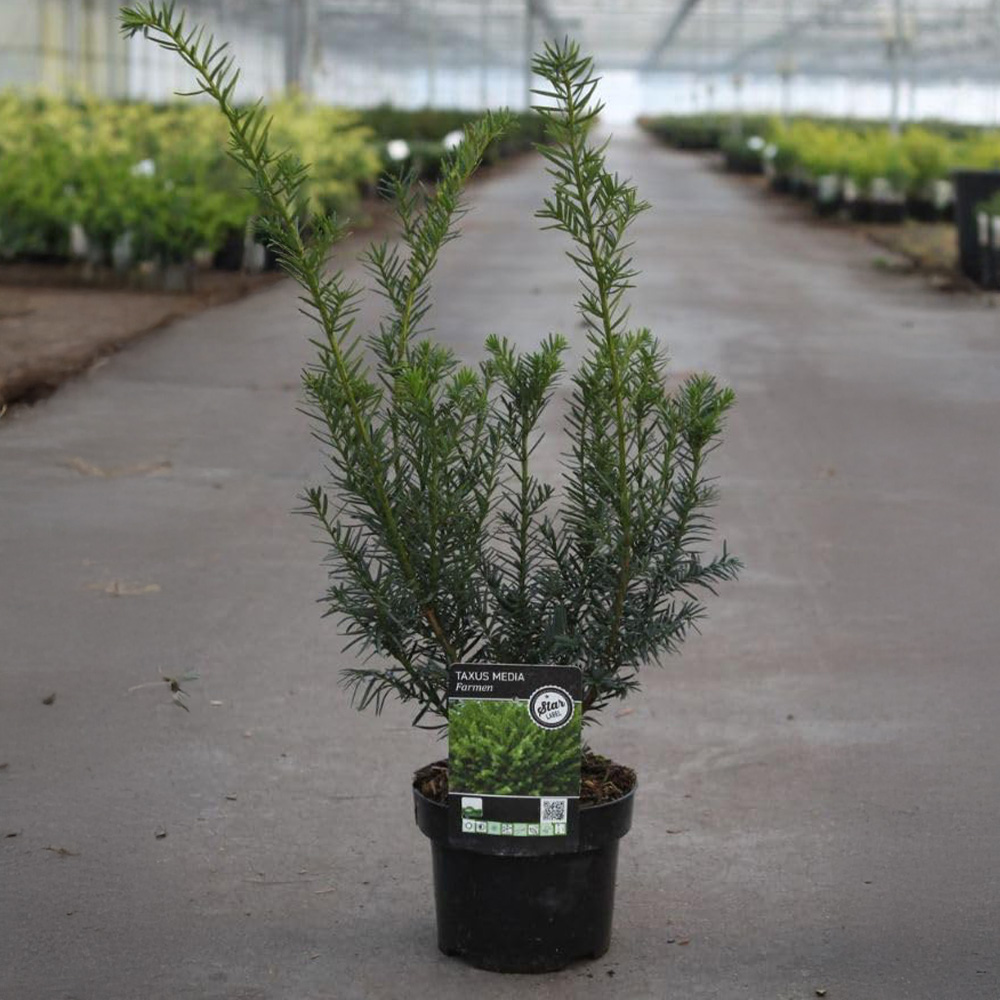 Thompson and Morgan Taxus Media Farmen Plant Pot 7.5L Image 1