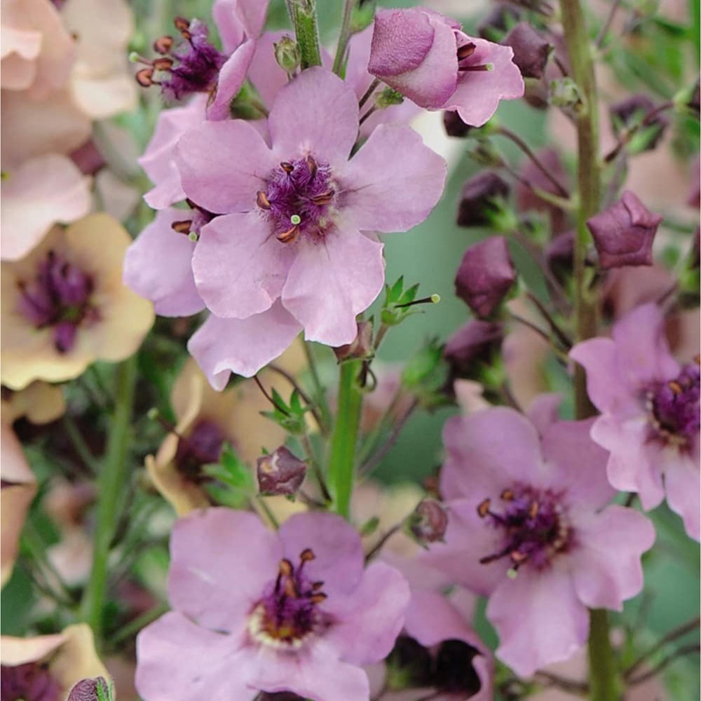 Thompson and Morgan Verbascum Southern Charm Garden Ready Plant 15 Pack Image 2