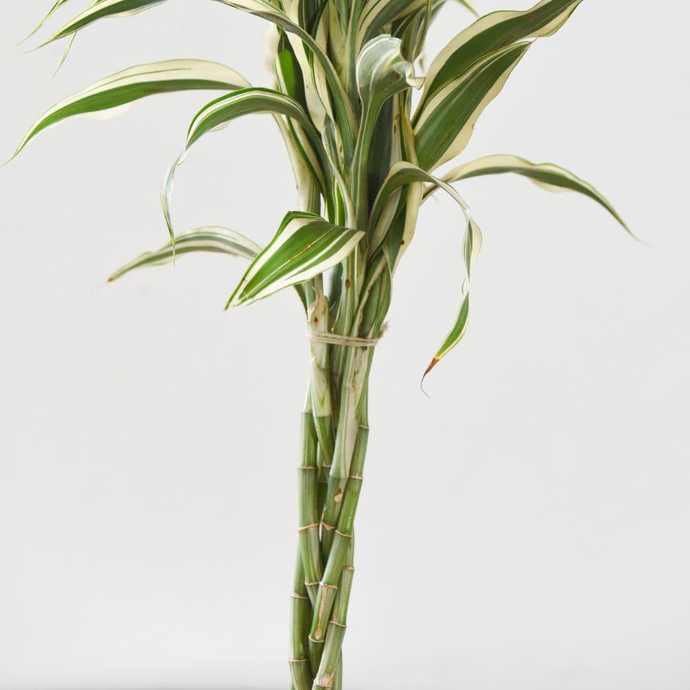 Thompson and Morgan Dracaena Surculosa Twisted Stem Plant Pot 12cm 2 Pack Image 4