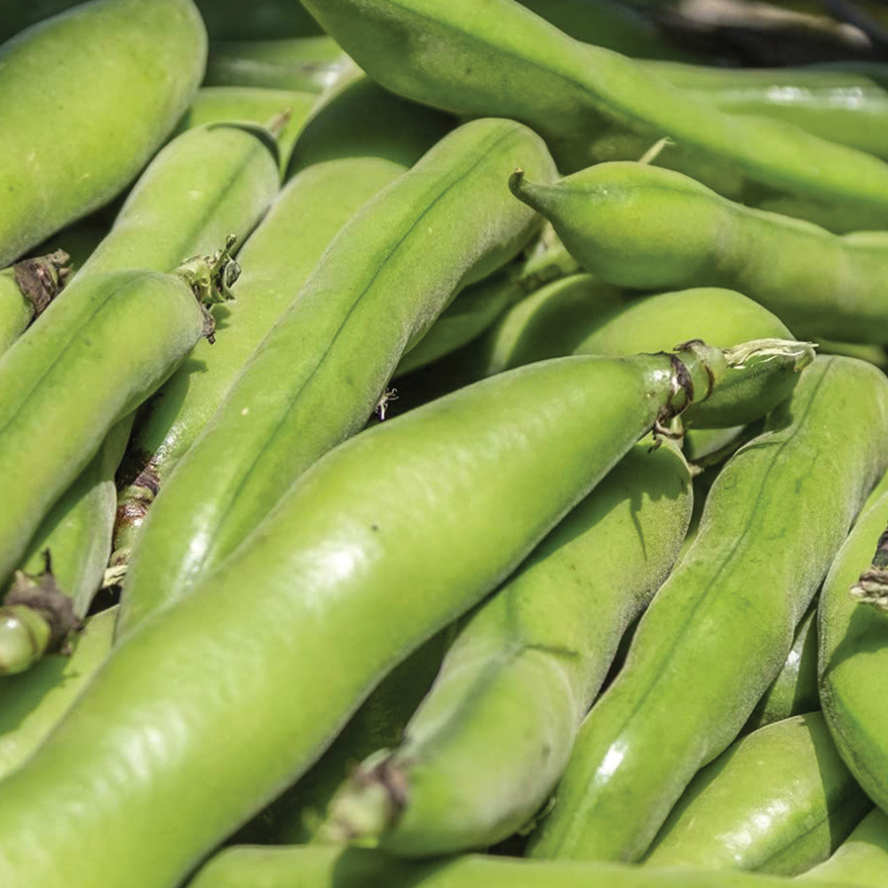 Thompson and Morgan Broad Bean Express Seeds Image 1