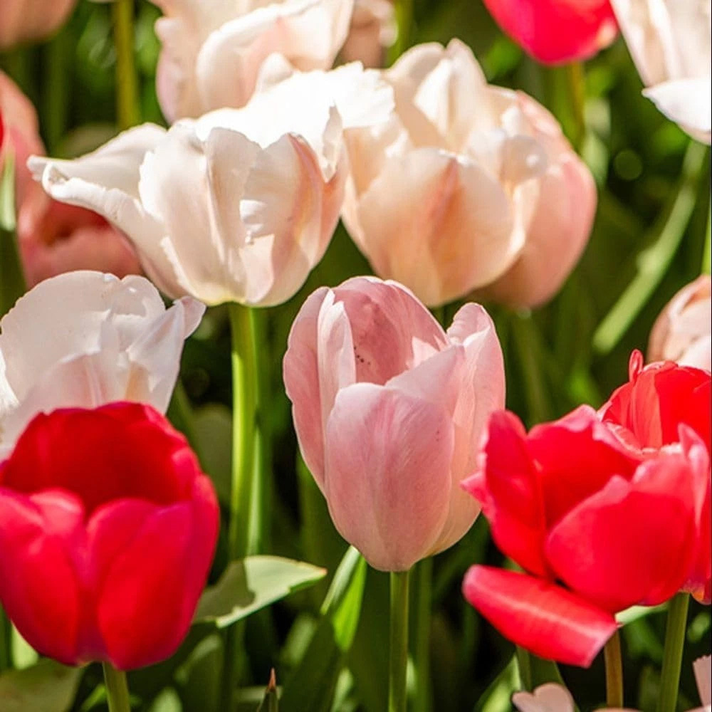 Thompson and Morgan Tulip Strawberries and Cream Collection Planting Bulb 20 Pack Image 1