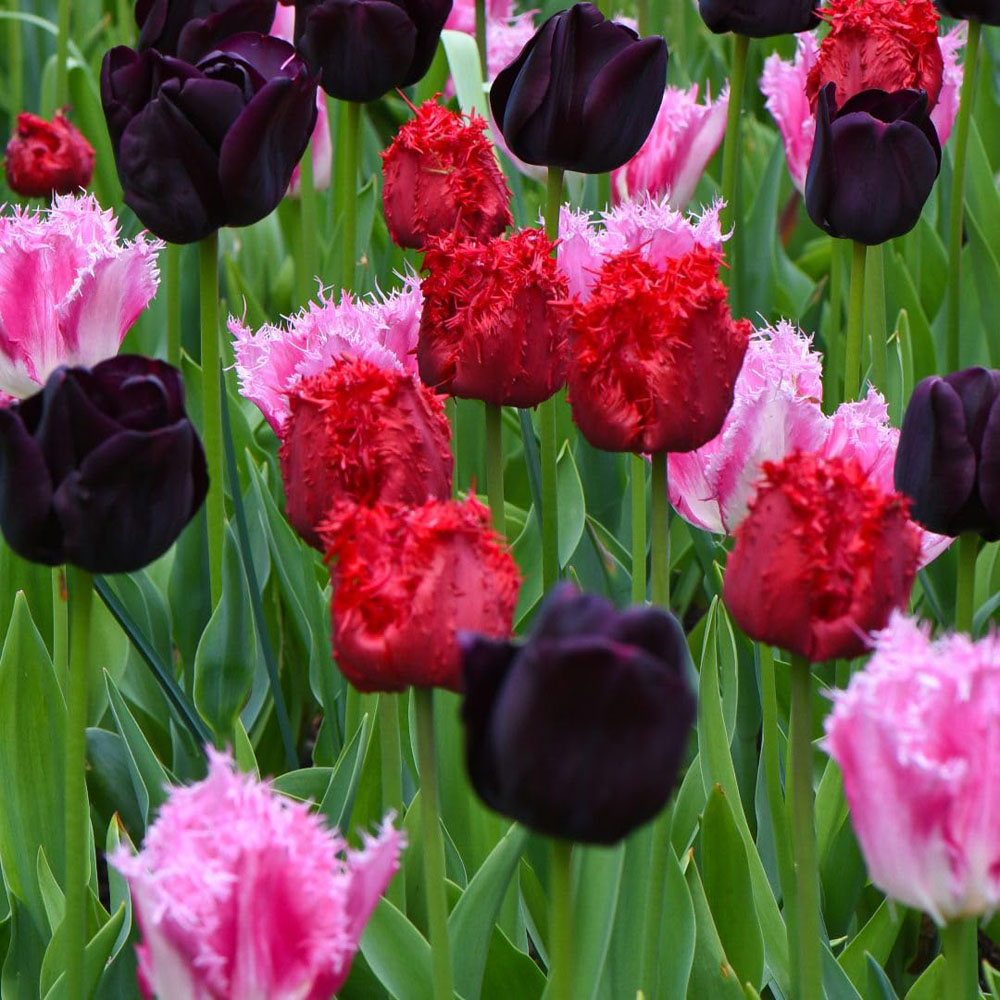 Thompson and Morgan Tulip Berry Sorbet Bulbs 8 Pack Image 3