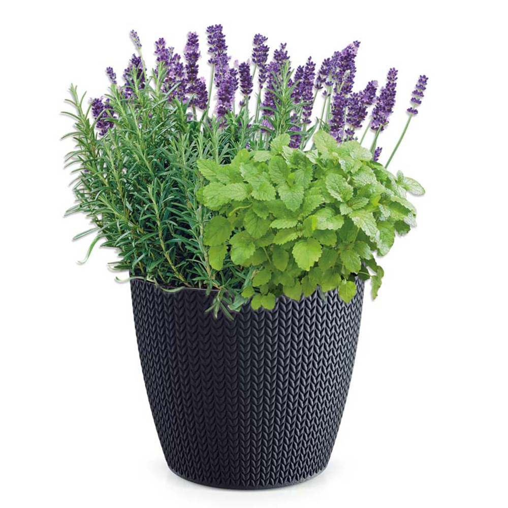 Wilko Fragrant Herbs Growing Kit Gift Set Image 1