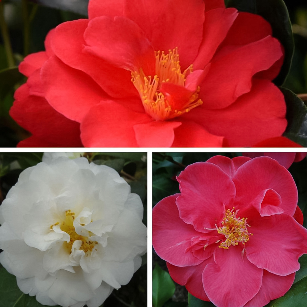 Thompson and Morgan Nurseryman's Choice Camellia Plant Pot 1.5L Image 1