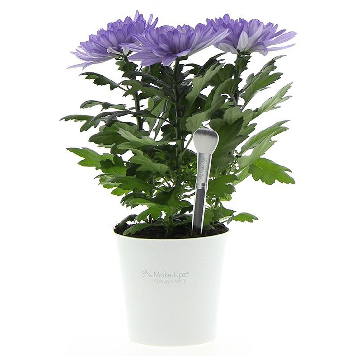 Chrysanthemum Special Plant Image 5