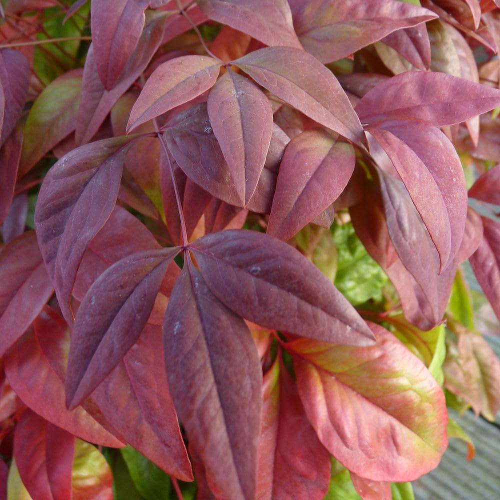 Thompson and Morgan Nandina Duo Plant Pot 9cm 4 Pack Image 4