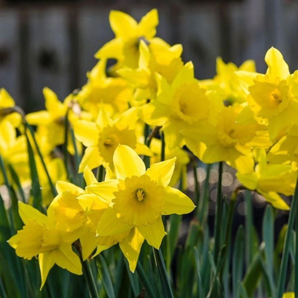 Thompson and Morgan Daffodil Cornish Rosemoor Gold Planting Bulb 16 Pack Image 3