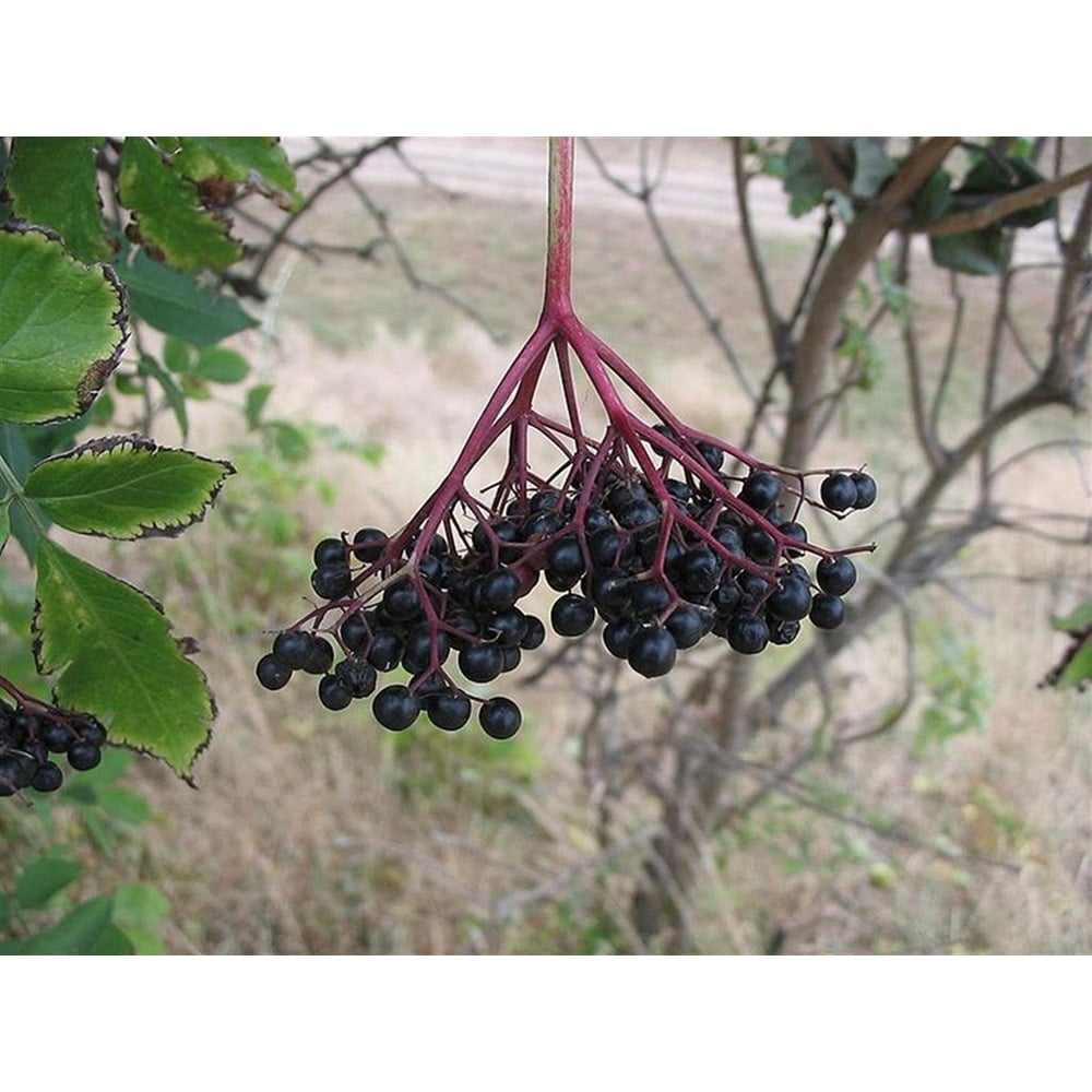 Inspirational Gifting Elder Bare Root Hedge Plant Sapling 2-3ft 5 Pack Image 5