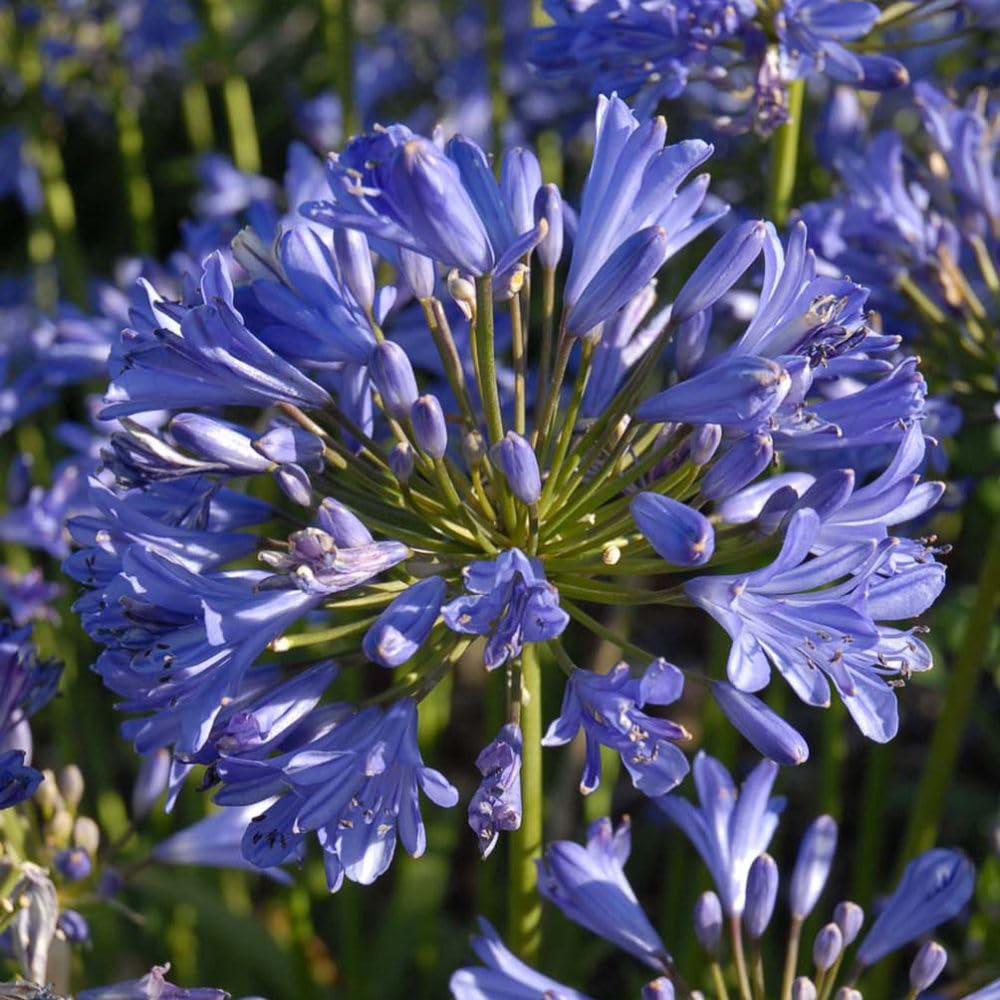 Thompson & Morgan Agapanthus Umbellatus Seastorm Plant Pot 10L Image 1