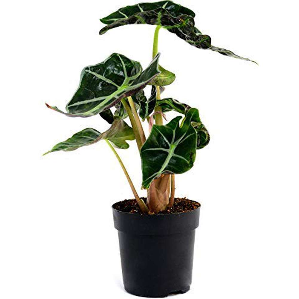 Thompson and Morgan Alocasia Amazonica Elephant Ear Plant Pot 12cm 2 Pack Image 2