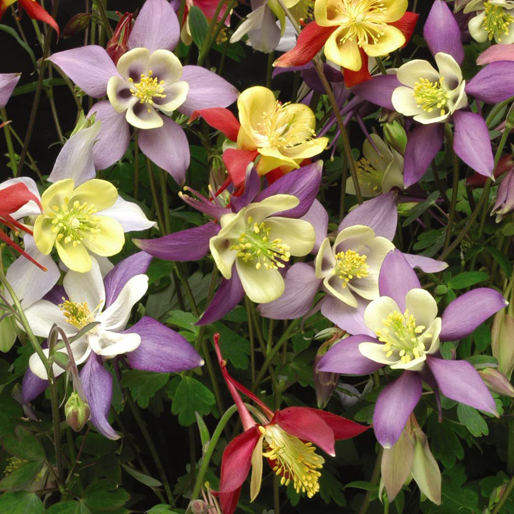 Thompson and Morgan Aquilegia Mrs Scott Elliott Plant Plug 48 Pack Image 6