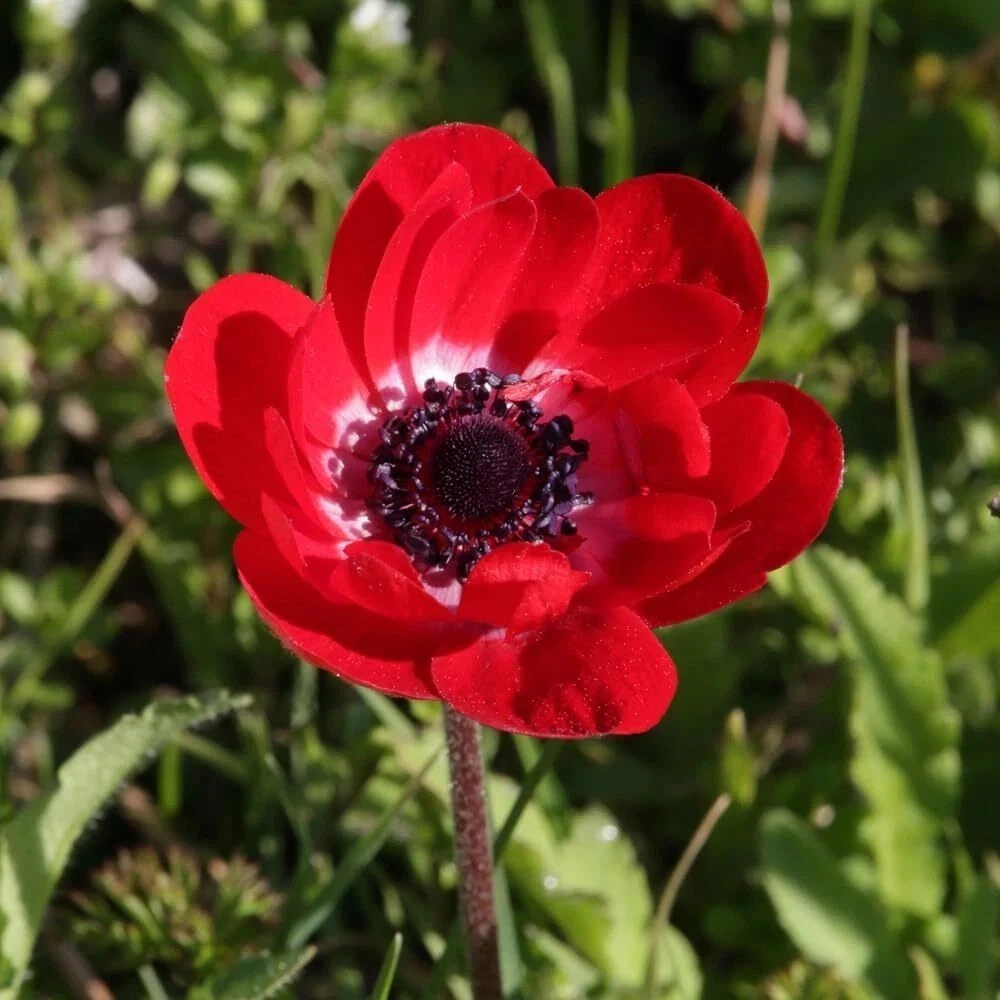 Thompson and Morgan Anemone Rainbow Collection Planting Bulb 150 Pack Image 3