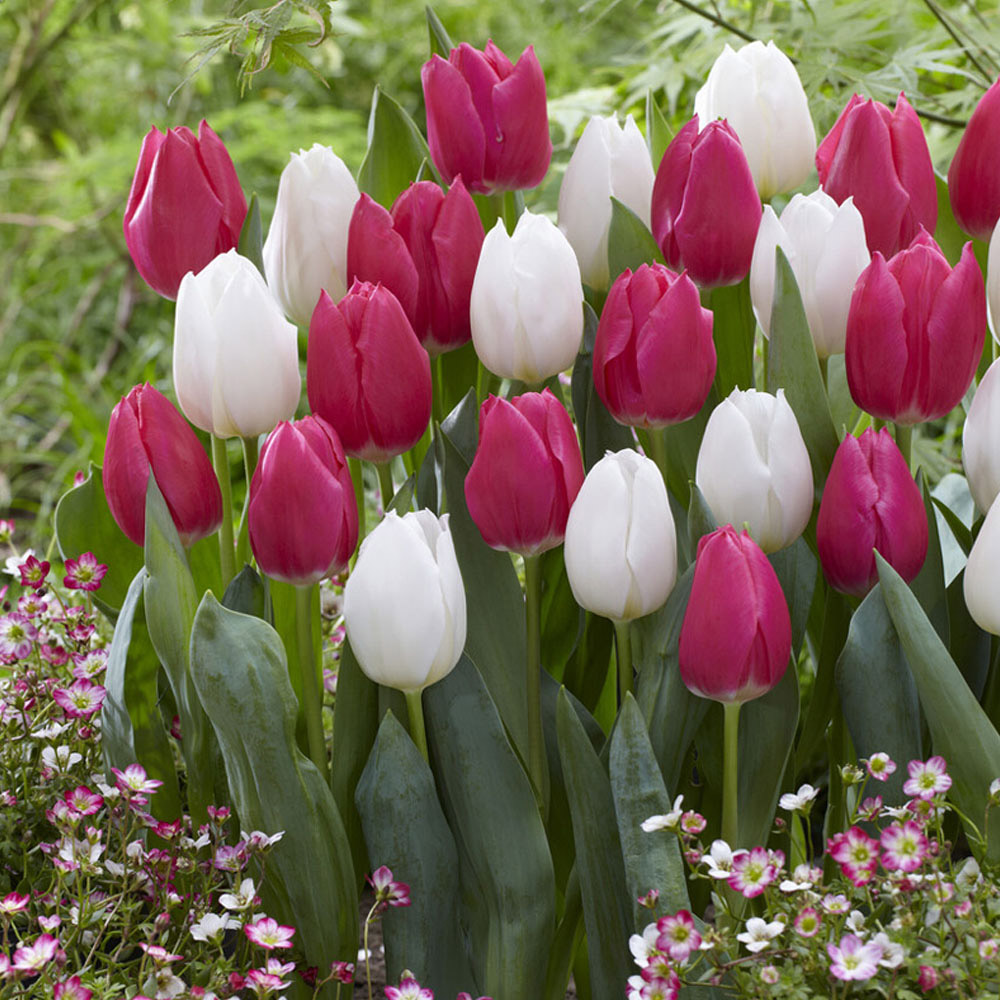 Wilko Mixed Spring Bulbs Tulip and Crocus 10/11 20 Pack Image
