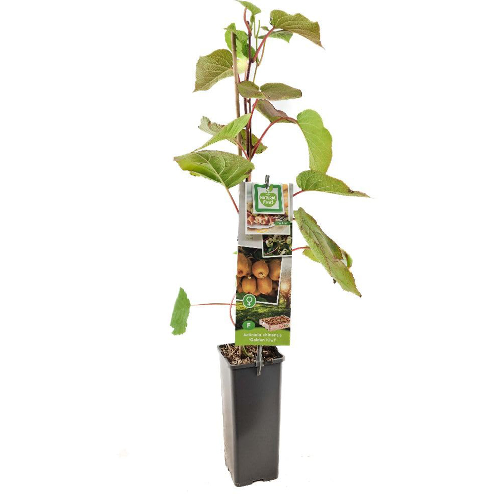 Thompson & Morgan Actinidia Deliciosa Golden Kiwi Plant Pot 2L Image 3