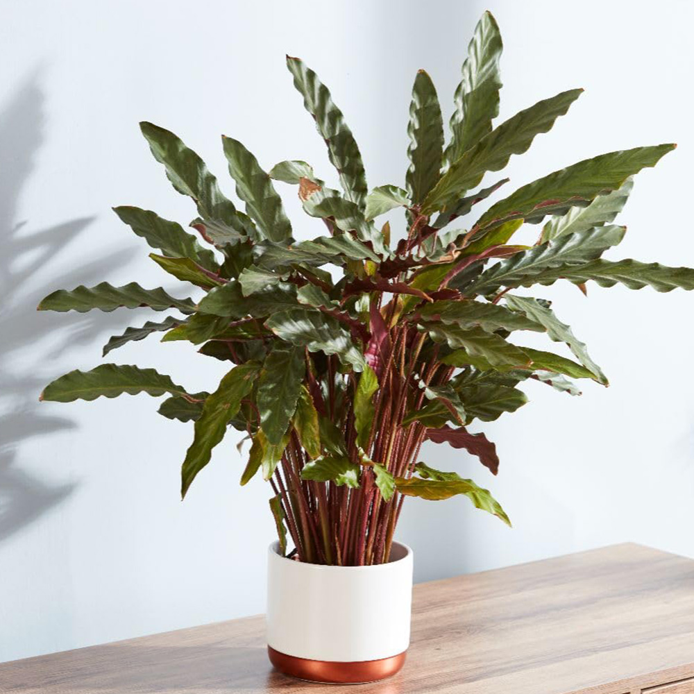 Thompson and Morgan Calatheas Rufibarba Plant Pot 12cm 2 Pack Image 1