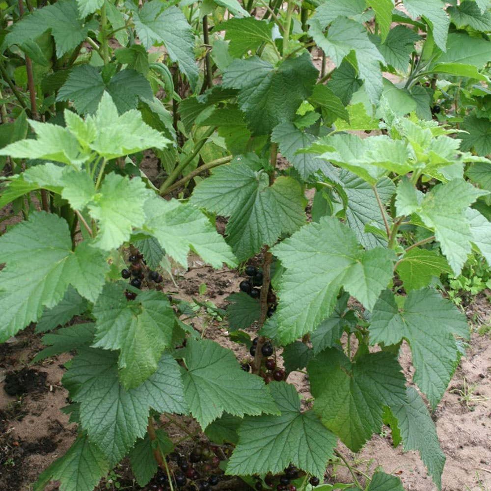 Thompson and Morgan Blackcurrant Ribes Ben Connan Potted Plant 9cm 3 Pack Image 6