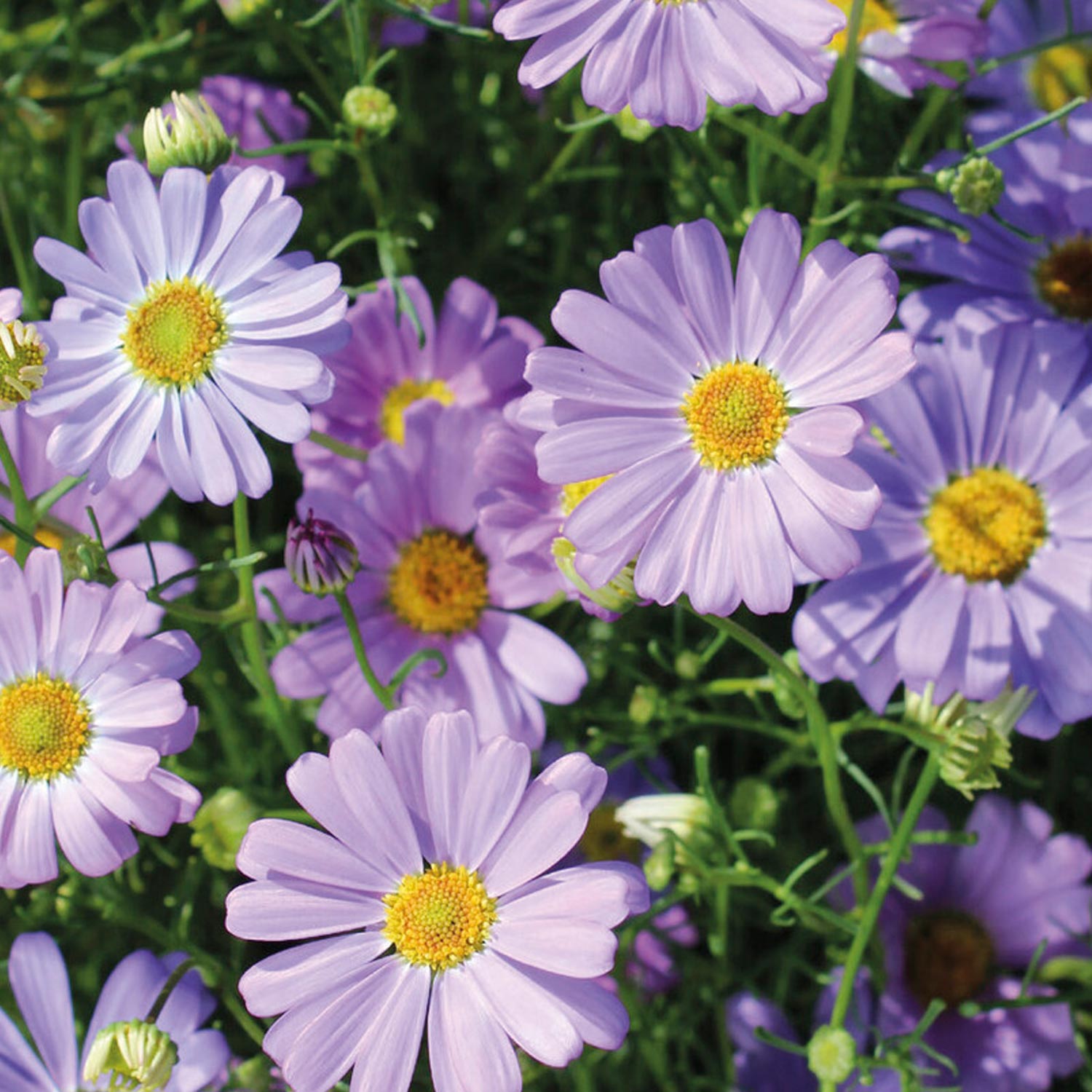 Johnsons Swan River Daisy Soft Lilac Flower Seeds Image 1